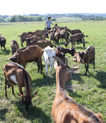 chevre